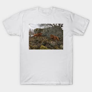 Scottish Highland Cattle Calves 1743 T-Shirt